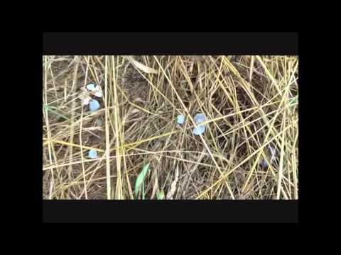 Hagelbomber am 27.07.2013 über Lehrte ( Niedersachsen )