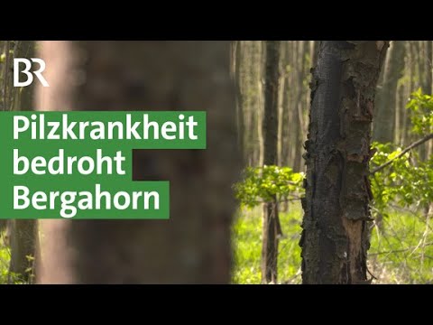 Klimawandel: Rußrindenkrankheit wird zur Gefahr für den Bergahorn | Unser Land | BR