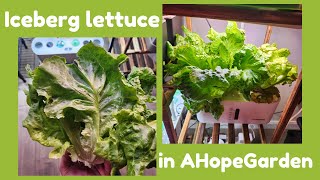 Grow Iceberg Lettuce in AHopeGarden Hydroponics System