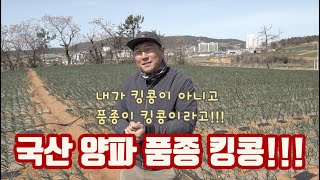 국산 양파 "킹콩" 정말 잘 자라는 품종!!! 올해 다시 한번 대박나는 농사를 만들다