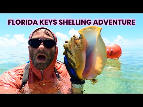 Florida Keys Shelling Adventure - Queen Conchs are EVERYWHERE!!!! #Shelling #floridakeys #Seashells