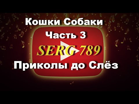 🔴 Кошки Собаки Приколы до Слёз(Часть 3)✅ 🙂 👍 🐱