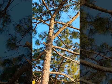 #hills #travel #relaxing #nature #beautiful #mountains #love #haryana #india #relax #hillstation