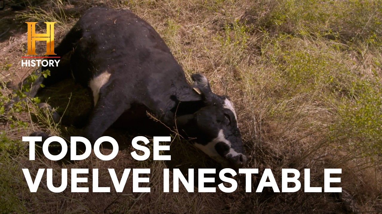 Vaca Muerta en Extrañas Circunstancias - EL SECRETO DE SKINWALKER