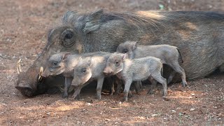 Download lagu How cute are these baby warthogs?! mp3