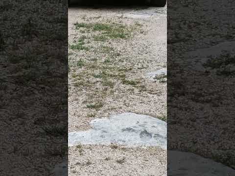White butterfly in the driveway