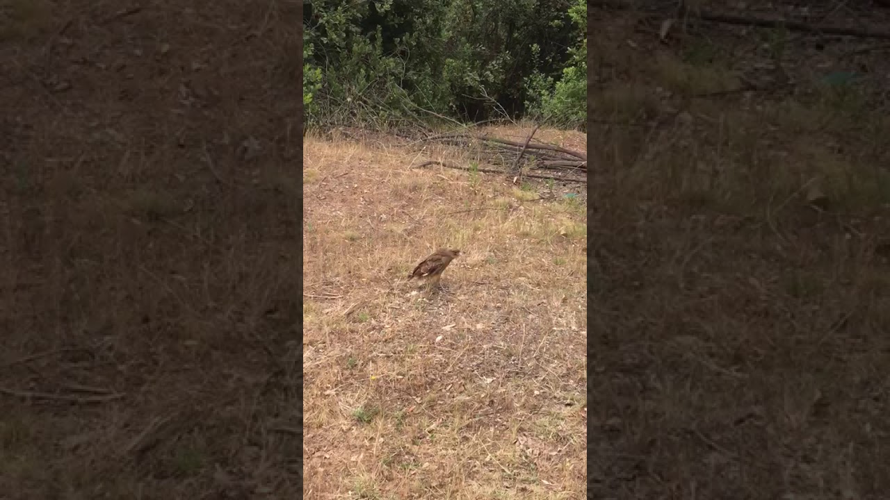 (VIDEOS) Liberan chunchos, tiuques y una lechuza rehabilitados en “Casa Noé, Mundo Animal” de Linares