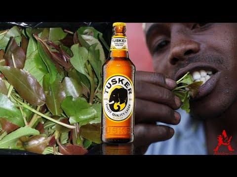 KHAT/MIRAA/MUGUKA/JABA EFFECTS AND BUSINESS IN KENYA | How Famers Make Millions