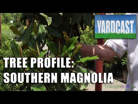 Tree Profile - Southern Magnolia
