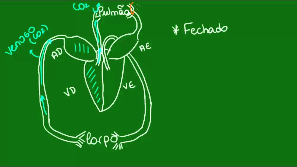 Sistema circulatório das Aves - Diversidade dos Seres Vivos - Biologia