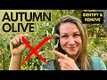 How to Identify and Remove Autumn Olive (Invasive Shrub in Michigan)