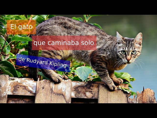 Vídeo relacionado con El gato que caminaba solo