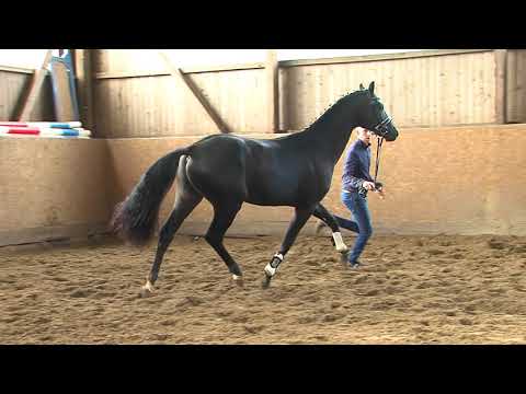 29. Mecklenburger Körtage - Kat.Nr. 09 Hengst v. Finest