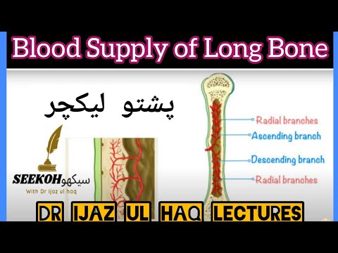 Blood Supply of Long Bone || By Dr ijaz Ul Haq|| in Pushto