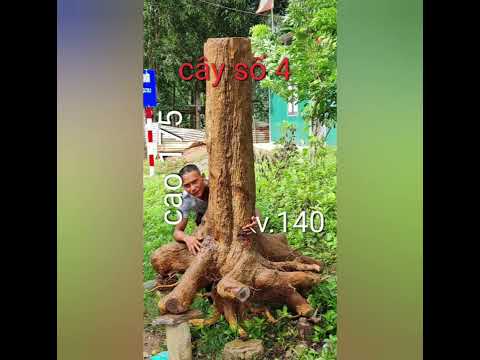 có đôi  3 khoảng  khắc  nhỏ  những  cây mai cổ tụ   vừa  rồi.