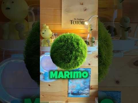 marimo - a növény háziállat
