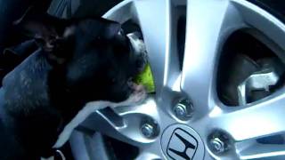 Boston terrier taking a tennis ball out of a wheel