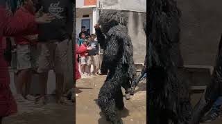 Download lagu si hitam ngabudah mp3