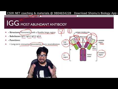 Inflammation animation Steps of inflammatory response Shomu s Biology