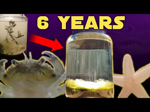 Six Years Ago I Put Saltwater in a Jar, This Happened | Natural Saltwater Ecosphere 6 Year Update