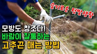바람이 잘 통하는 마지막 고추끈 묶는 방법과 오이 호박 유인줄로 키우는 방법