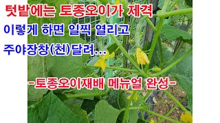 텃밭에는 토종오이가 제격!! 이렇게 재배하면 더 일찍 열리고 늦게까지 지겹도록 열려 -토종오이 재배 실험 끝…