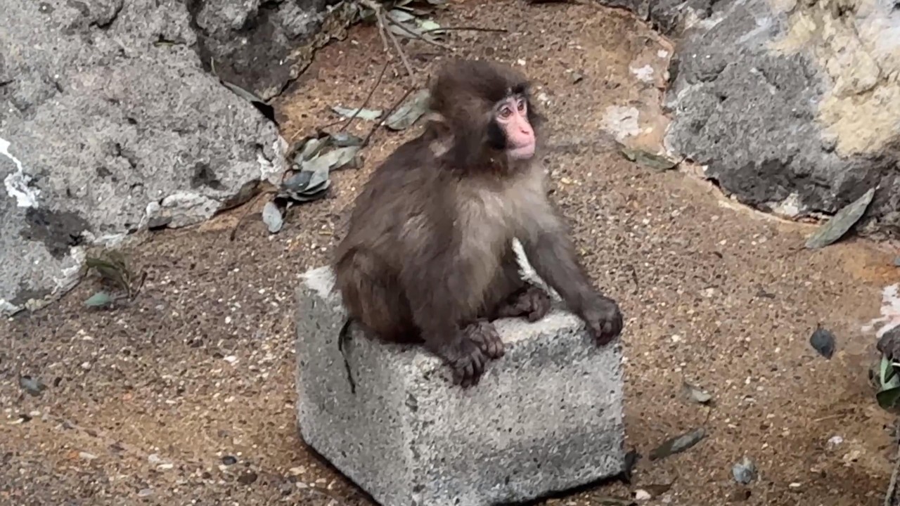 番外編 身体が大きくなったことに気づいてない ! ?隠れなくなっちゃったパンチくん【2026年4月1日】【市川市動植物園】ニホンザル