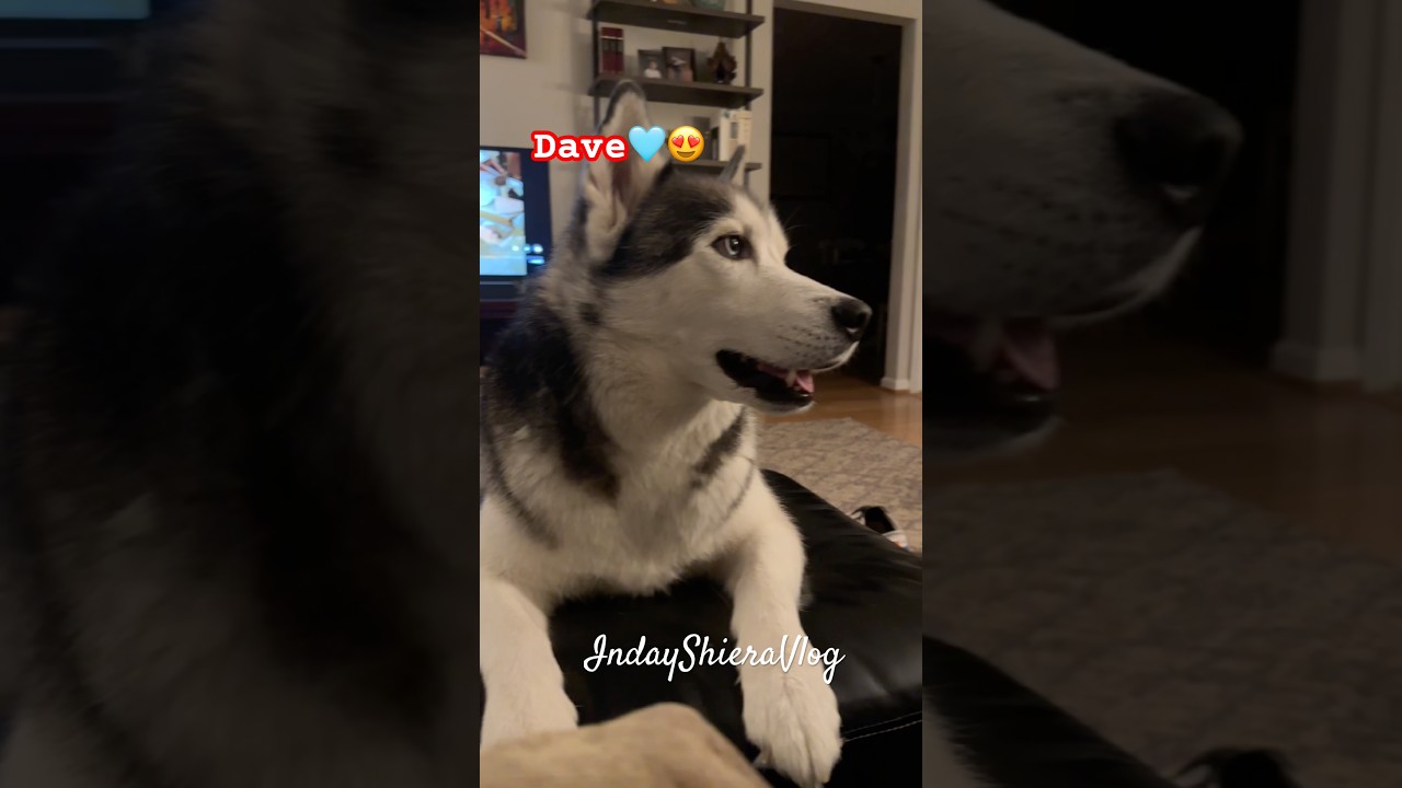 #youtubeshorts #dog #husky #highlights #viral #subscribe #shortvideo #youtube #trending #usa