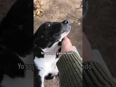 la Negri en adopción, en el refugio De Paso Patitas, en Saladas, Corrientes, Argentina 🇦🇷🐾
