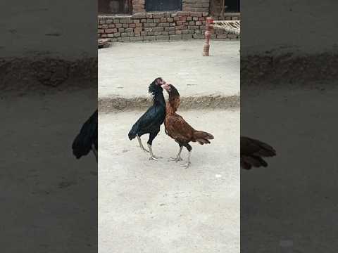 Aseel murga masti| murgi ki Akar.   #aseel  #shorts #aseelmurga #aseellovers