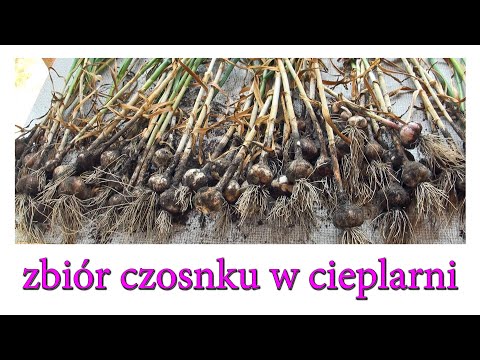 Zbiór czosnku w cieplarni - Ogrodowe pierdamony 110