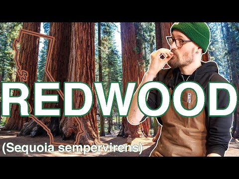 California coastal REDWOOD - Sequoia sempervirens - My FAVOURITE acoustic guitar top tonewood?!?