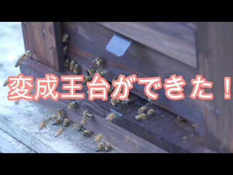 経済学科 晴蜂雨読／⑤変成王台ができた!(6月その1)／山崎亮一／日仏英字幕付き／Countermeasures against emergency cells(June Part1)／R. Yamazaki