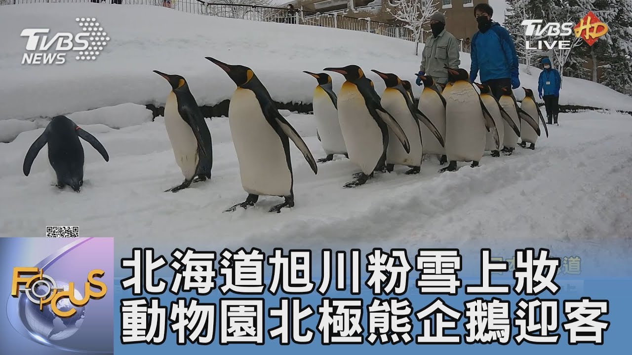 北海道旭川粉雪上妝 動物園北極熊企鵝迎客