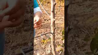 Download lagu sobat tani part 71 jadi begini cara membuat bonsai #petani #short #shorts mp3