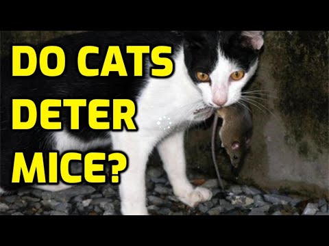 Does The Presence Of Cats Deter Mice?