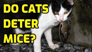 Does The Presence Of Cats Deter Mice?
