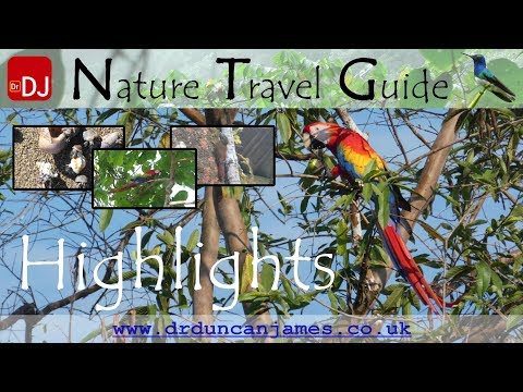 Birds and Hermit Crabs on the Osa Peninsula | Highlights #12 | Nature Travel Guide