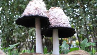 Seeed - Love is the Queen