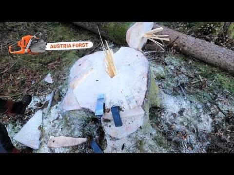 Riesige Fichten Fällen mit vereinten Kräften