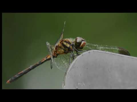 [Kashari com vídeo de narração! Viagem Solo] Hiraizumi Motsuji Mini 5 Salão Perdido do Templo de Motsuji Ruínas especiais nacionais essenciais para a história de Oshu Kashoji, Auditório, Kondo Enryuji