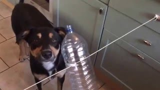 DIY Dog games from Joyful Dog Training - "Spin the bottle"