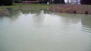 preview picture of video 'Stocking a carp fishing lake (Smallwater lake)'