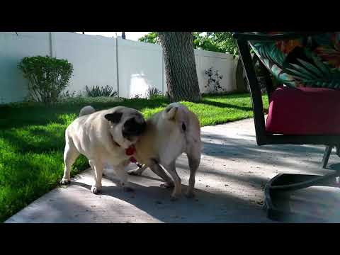 Pug Wrestling
