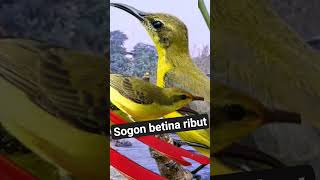 Download lagu SOGON BETINA RIBUT PEMANCING EMOSI SOGON JANTAN #kicaumania #sogon mp3 Download lagu SOGON BETINA RIBUT PEMANCING EMOSI SOGON JANTAN #kicaumania #sogon mp3