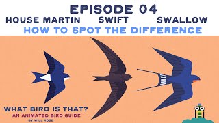 WHAT BIRD IS THAT?  EPISODE 04  SWIFT, SWALLOW, HOUSE MARTIN - HOW TO SPOT THE DIFFERENCE