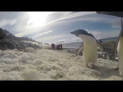 Antarctic Whirlwind Tour / Katherine Wheatley / Alex Cowan