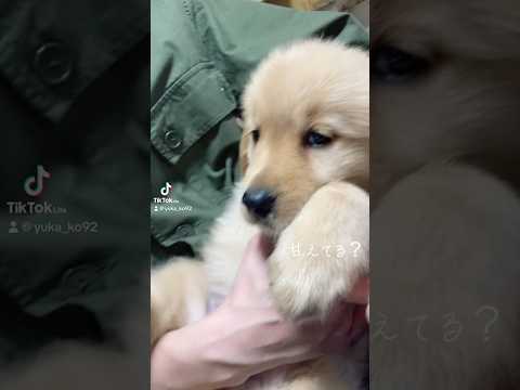 なぜ鶏にタイムを与えるのでしょうか？ブリーダーはそれをどのように利用して、その 3 つの驚くべき利点を享受しているのでしょうか?  庭園