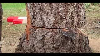 Download lagu TREE FELLING - WEDGING, AND THE  IMPORTANCE OF HOLDING WOOD mp3