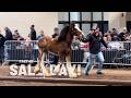 HOPES ARE HIGH At The 2024 National Clydesdale Sale